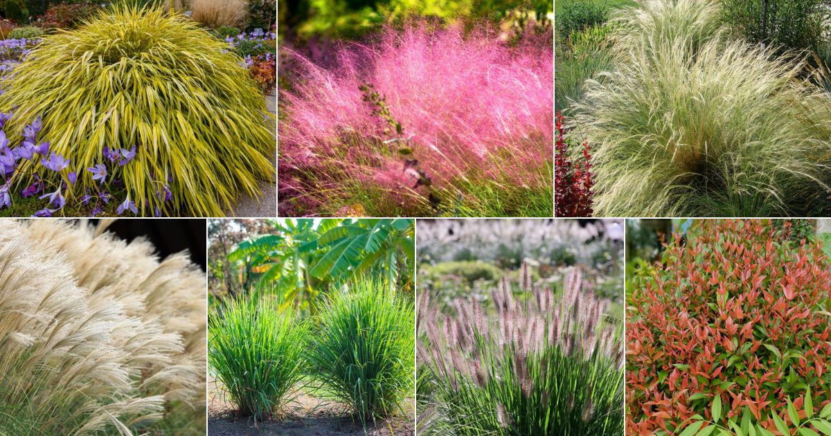 Collage of gorgeous ornamental grasses.