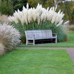 Wooden bench in front of ornamental tall grass in the garden,