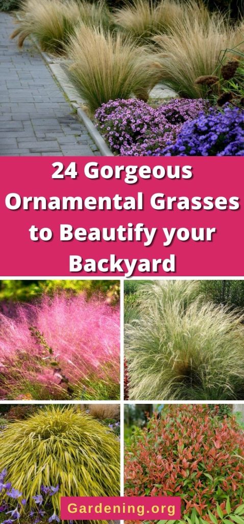 24 Gorgeous Ornamental Grasses to Beautify your Backyard pinterest image.