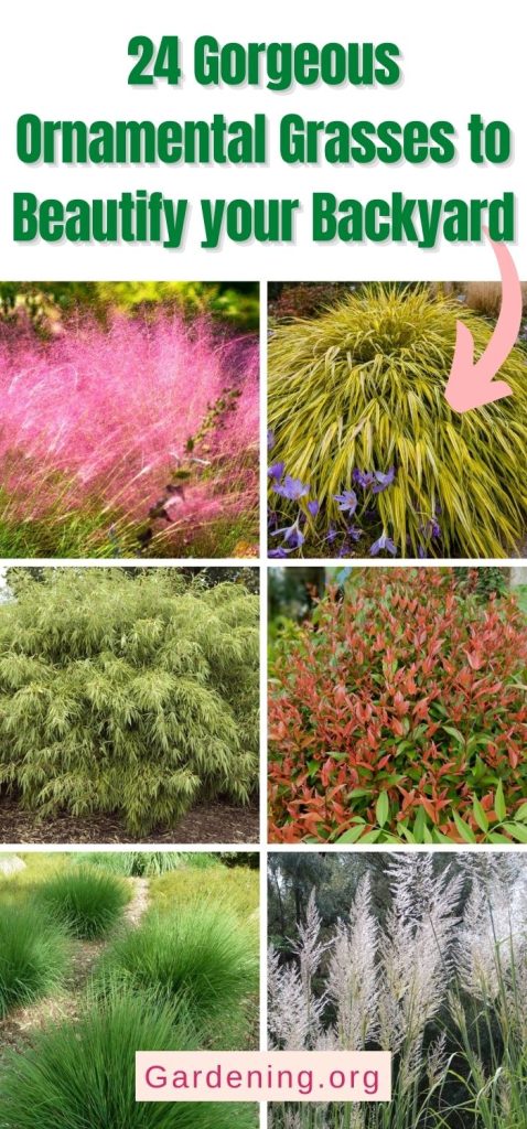 24 Gorgeous Ornamental Grasses to Beautify your Backyard pinterest image.