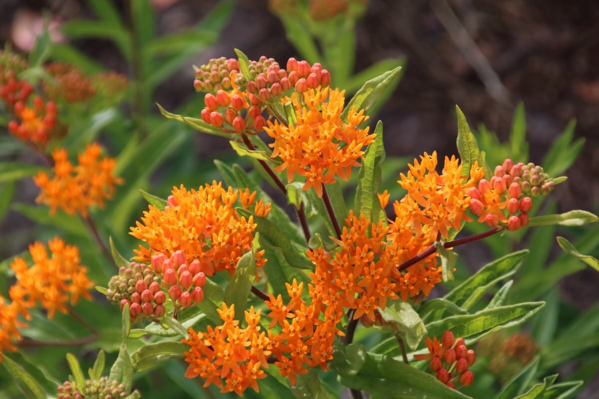 tiny orange flowers in clusters on Butterfly Weed