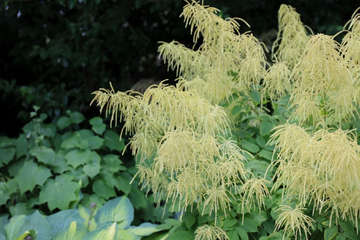 large stalks of Goat's Beard Astilbe topped with showering white blooms