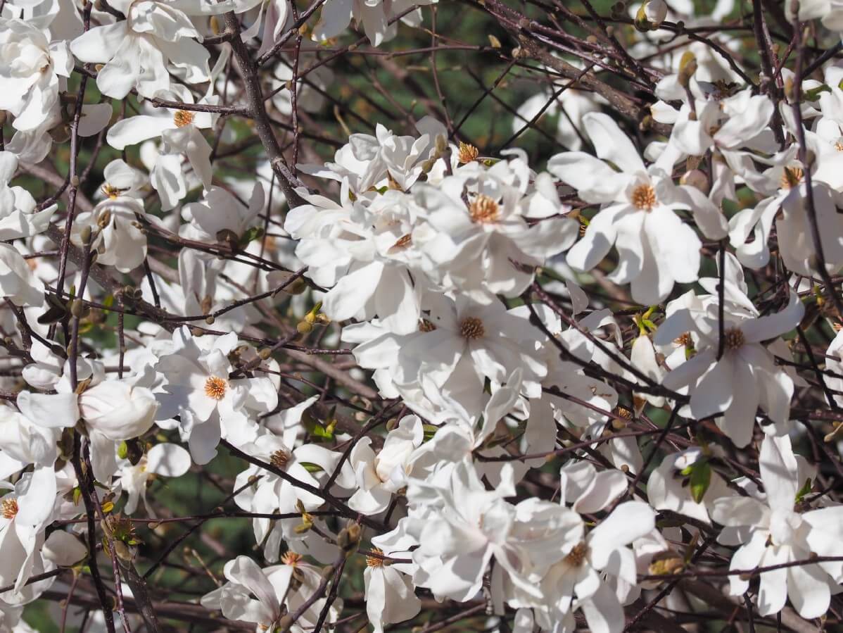 large white flowers of Sweetbay Magnolia tree