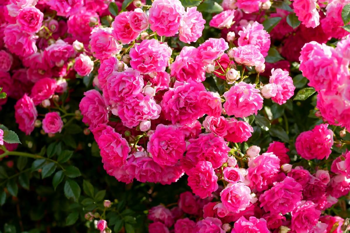 Zephirine Drouhin climbing pink rose