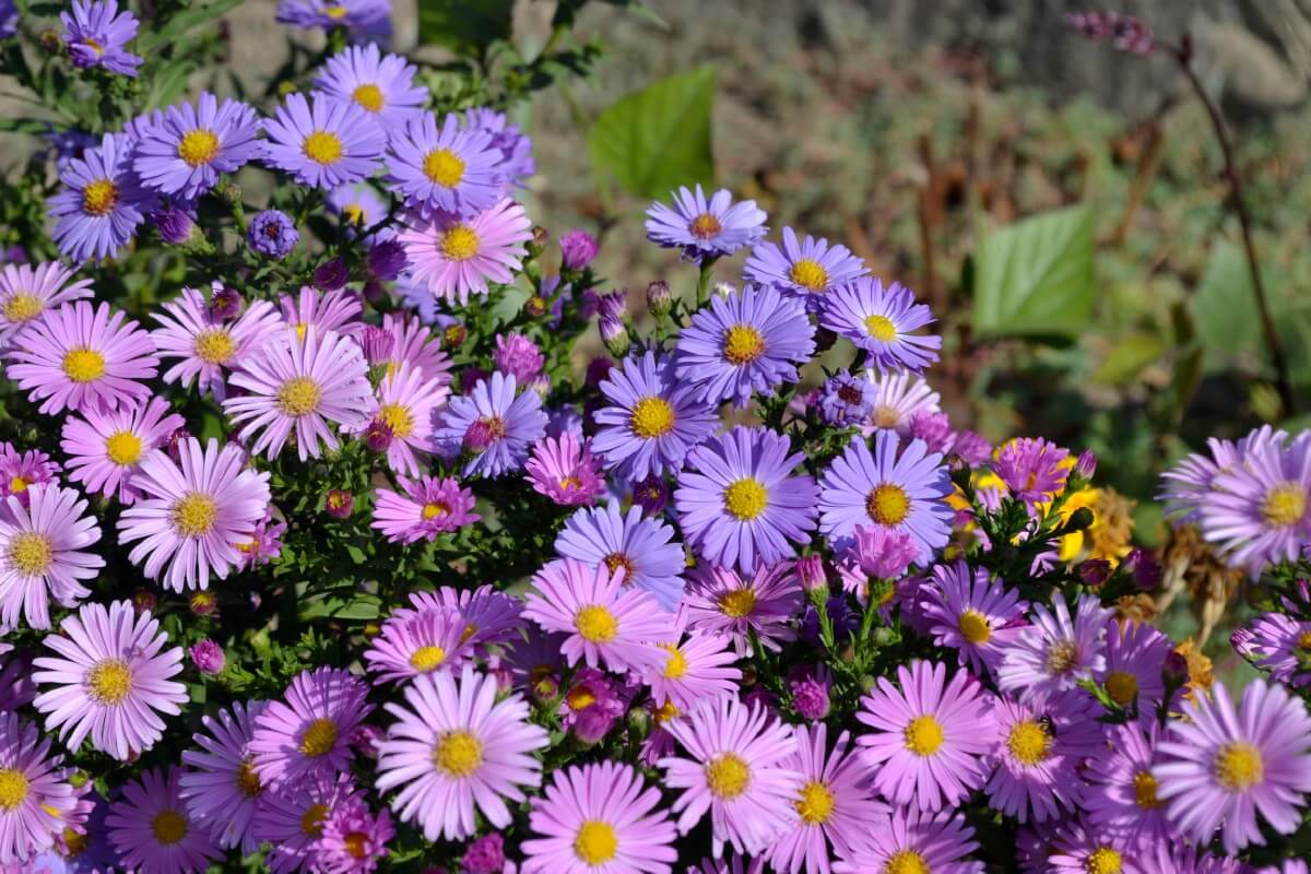 aster flowers in bloom in varying purple hues