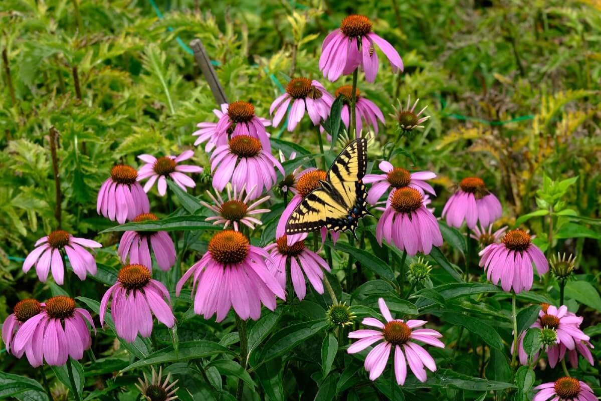 butterfly on pink coneflowers