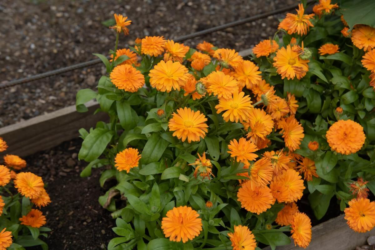 calendula planted as garden border