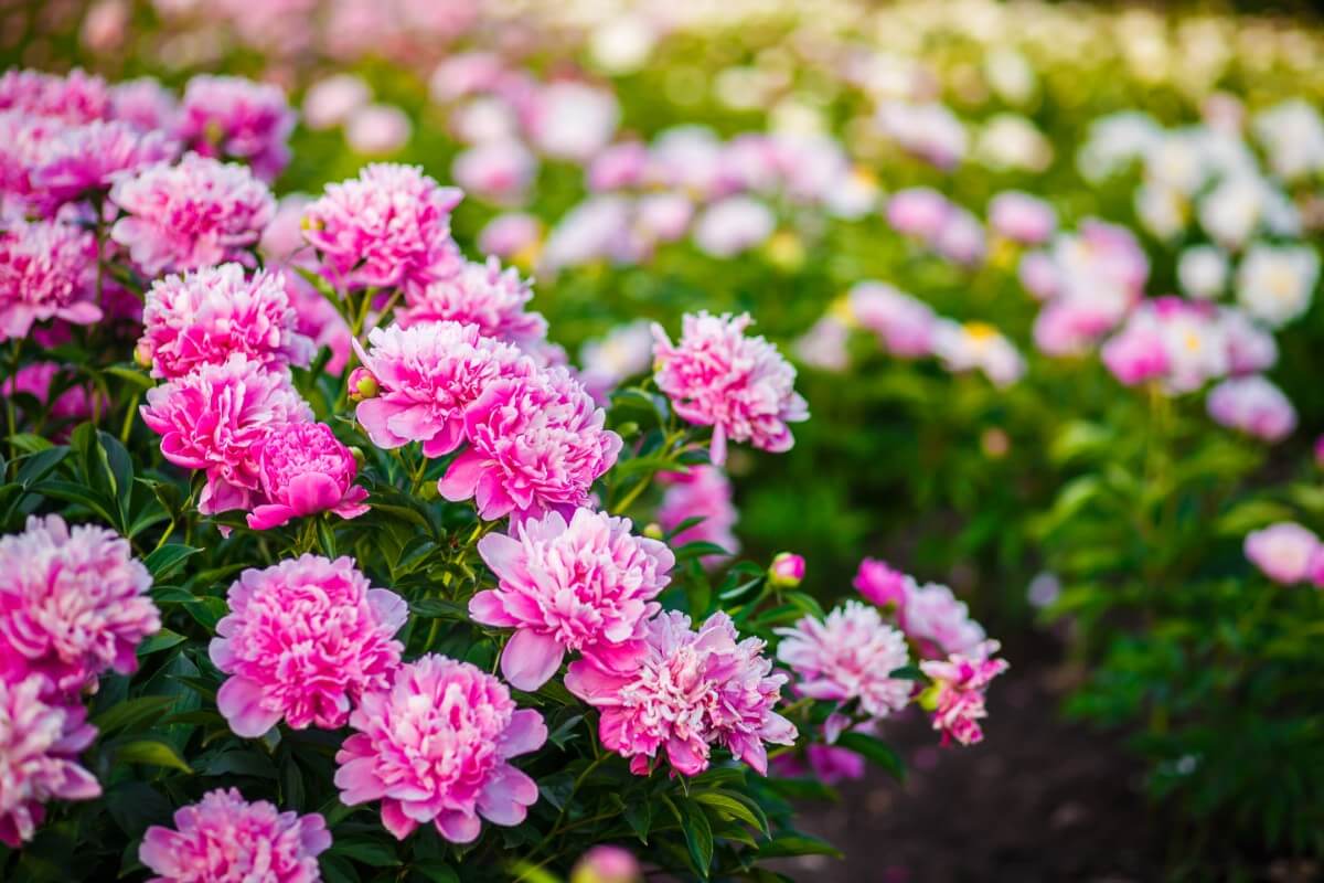 pink tree peony blossoms