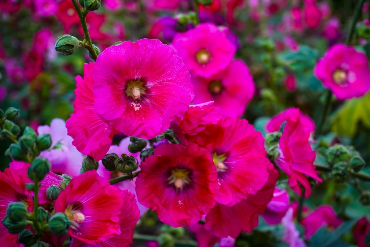 dark pink hollyhocks with darker purple-ringed centers