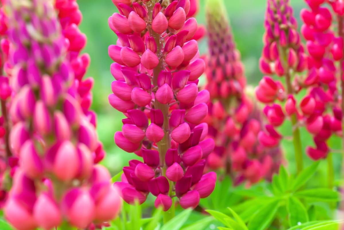 spikes of dark pink lupine