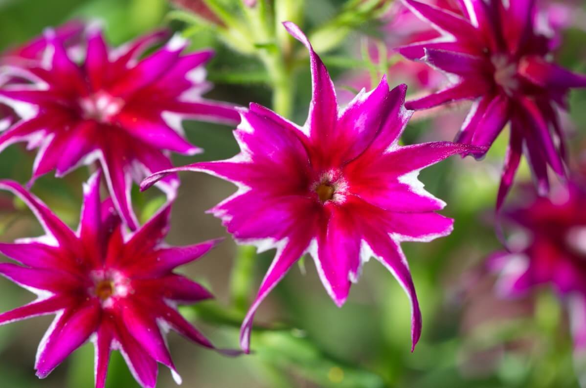dark pink star-like phlox flowers with white borders