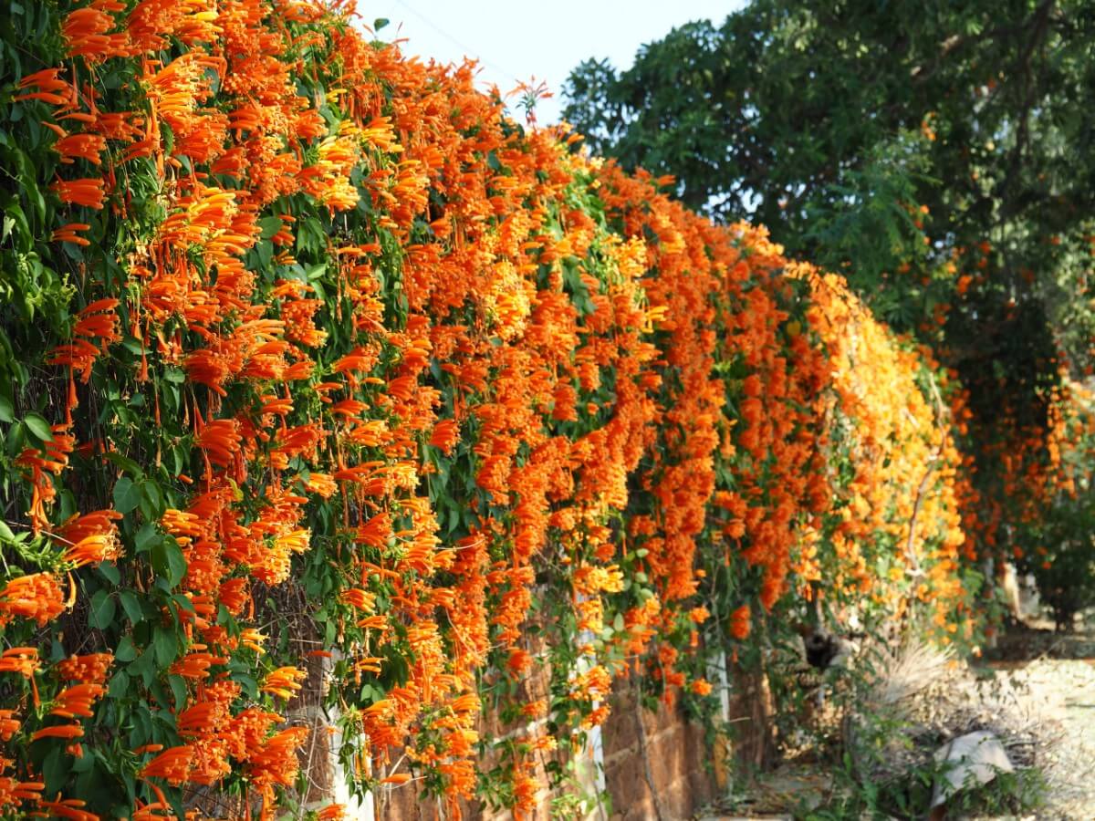 flowing orange trumpet vine planted on a wall