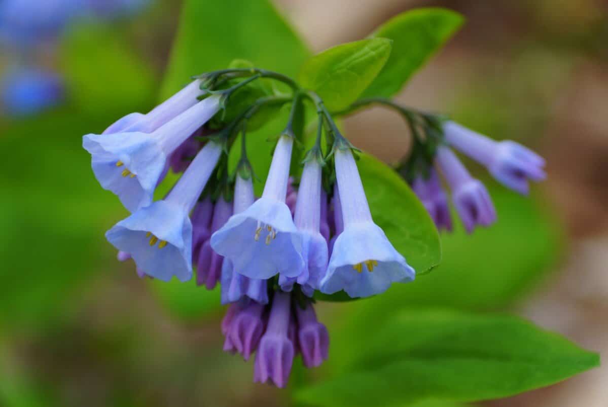 Cluster of purple-blue Virginia Bluebell flowers