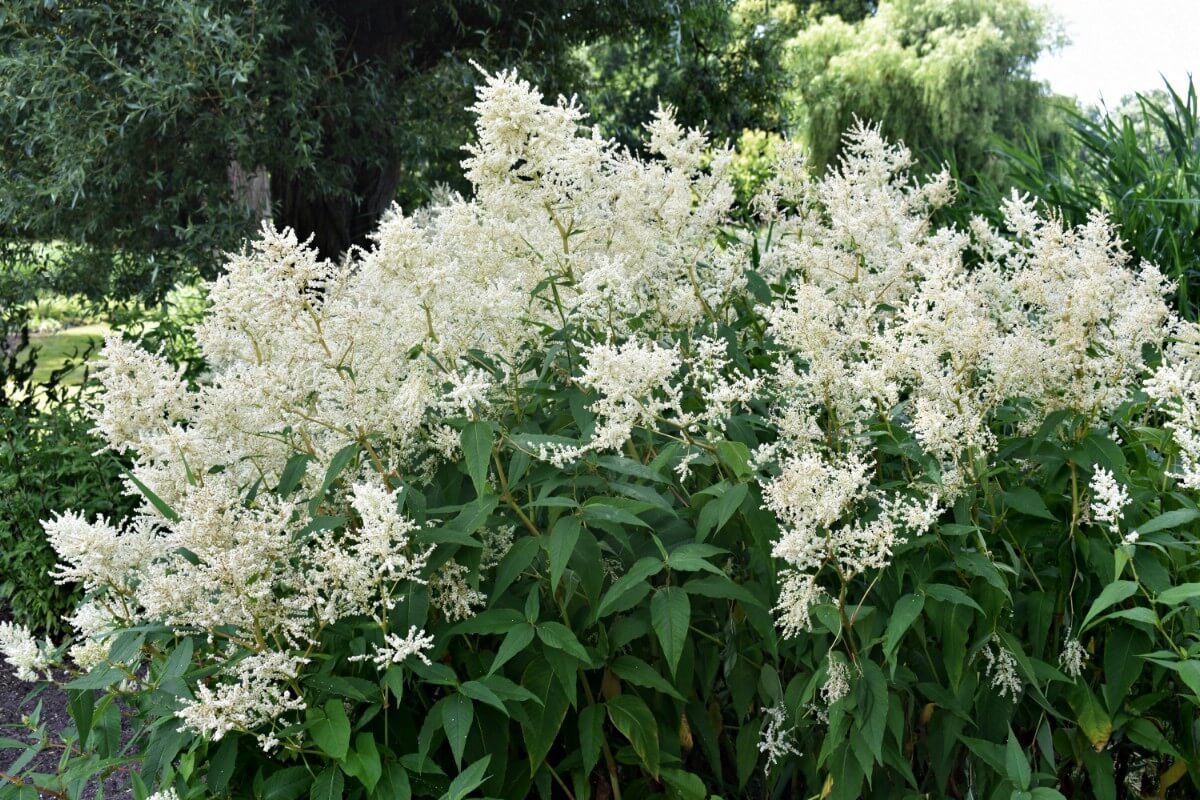 White Bridal Veil Astilbe plants