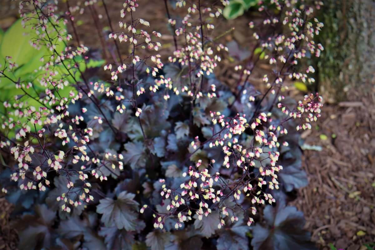 dark-leafed coral bell plant
