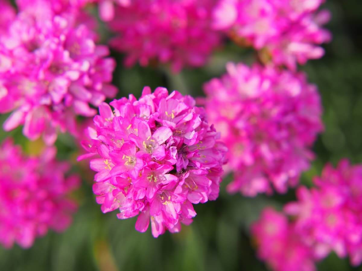 pink pom-pom shaped Seathrift flowers