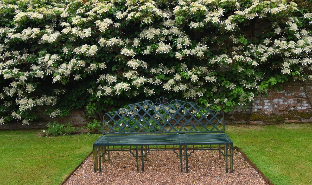 climbing hydrangea as backdrop to a garden bench