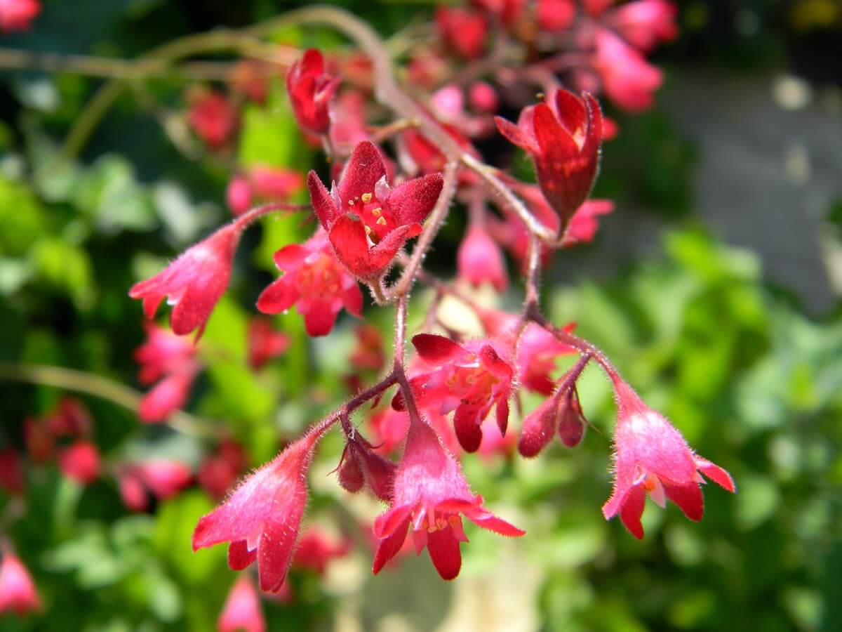 small pink coral bell flowers