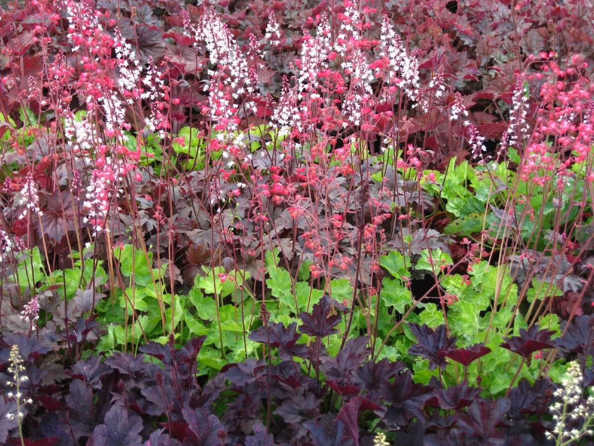 heuchera coral bells