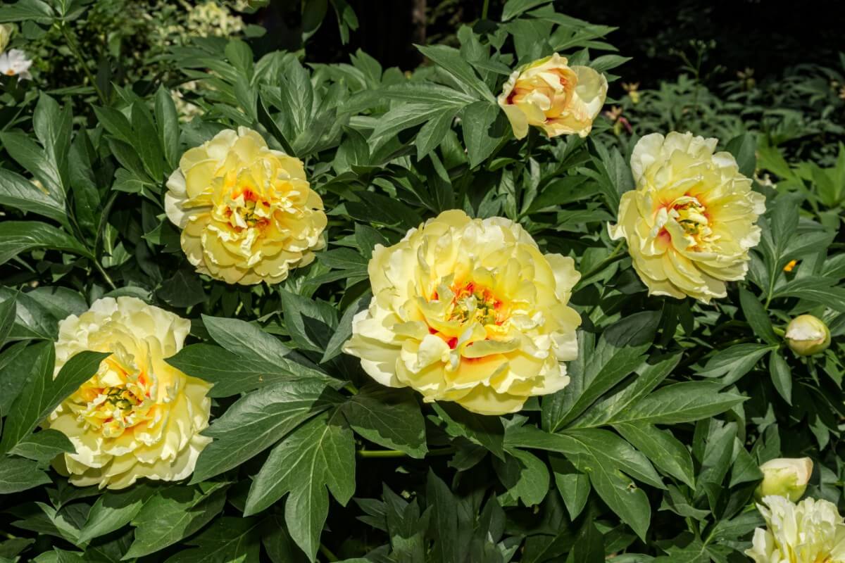 hybrid intersectional peony flowers