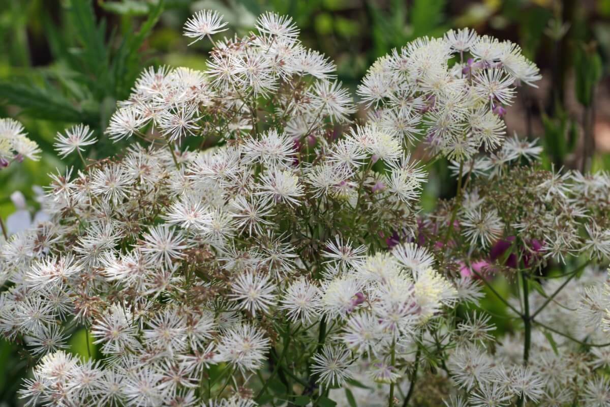 firework-like blossoms of white meadow rue