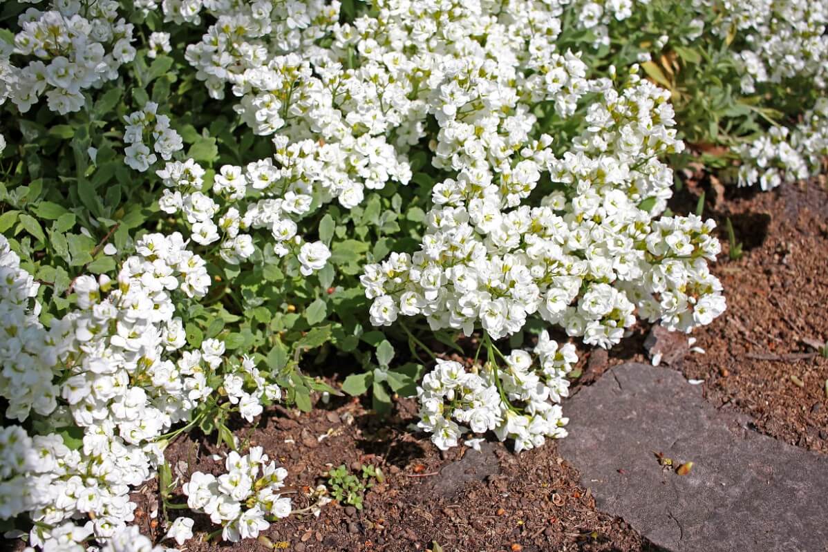 mat-like white-blossomed mountain rock cress