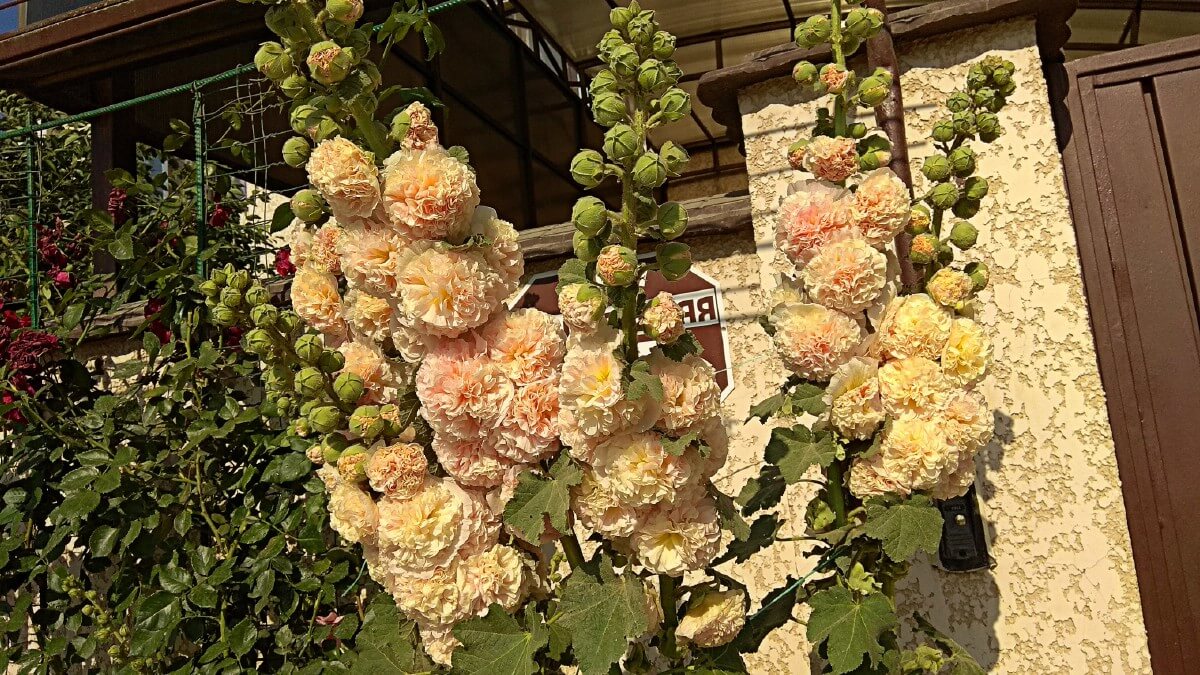 double blossoms on peaches n dreams hollyhock