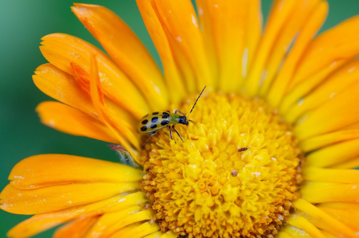 spotted cucumber beetle on calendula blossom