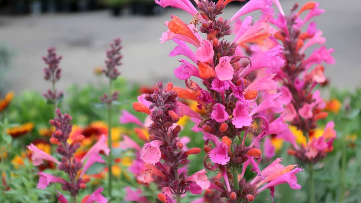 tall stalks topped with pink flowers on hummingbird mint or agastache