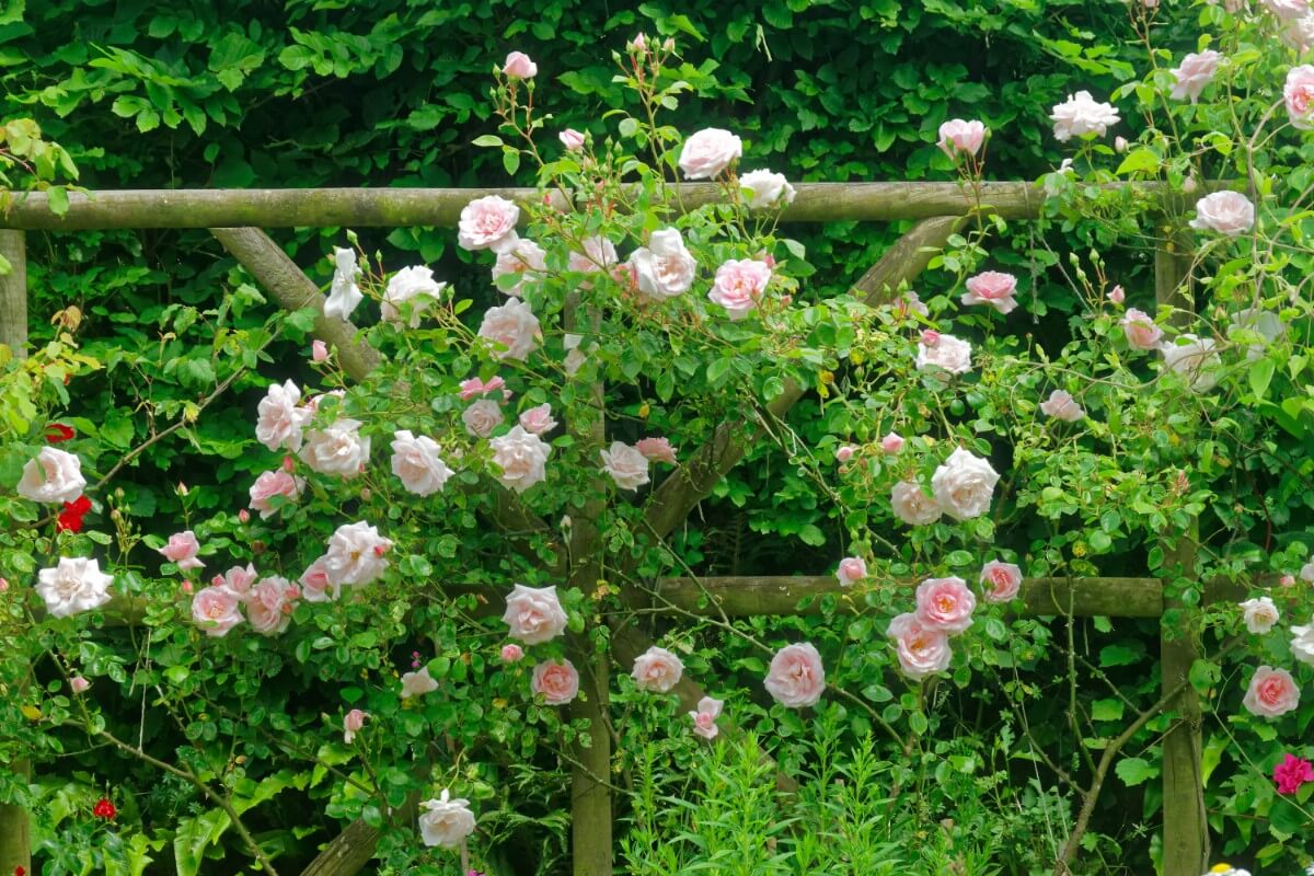 pale pink New Dawn climbing rose