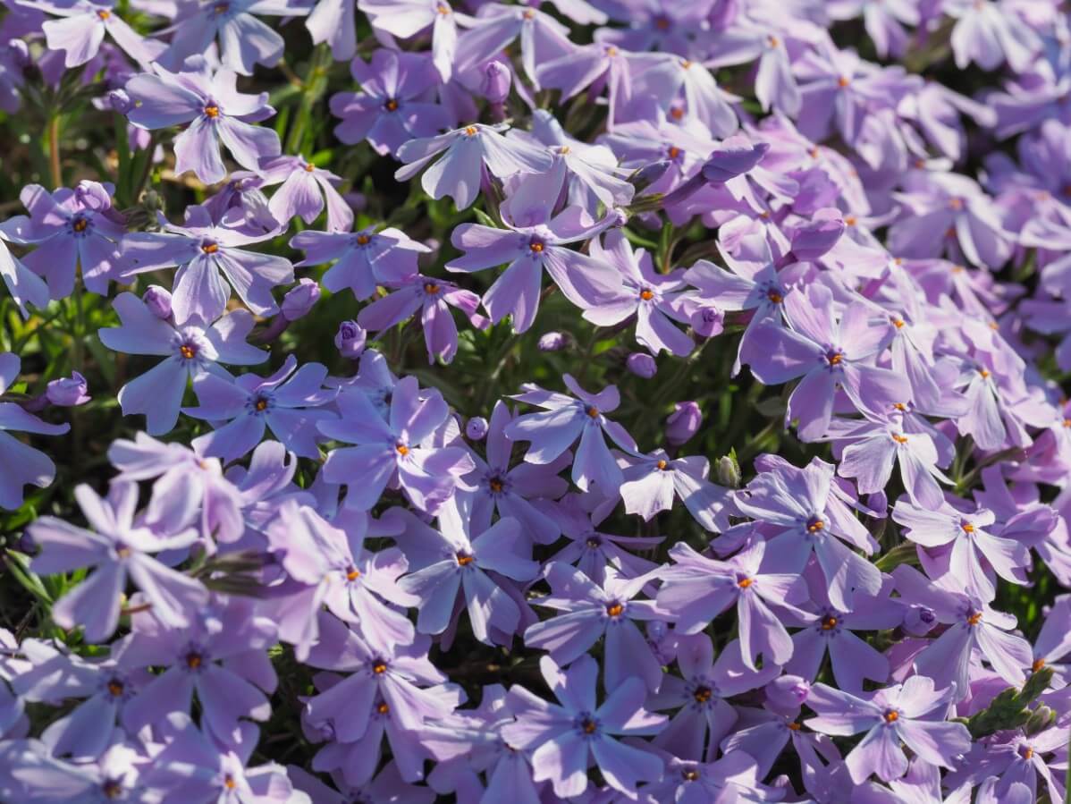 light purple dense blossoms on Emerald Blue phlox plant