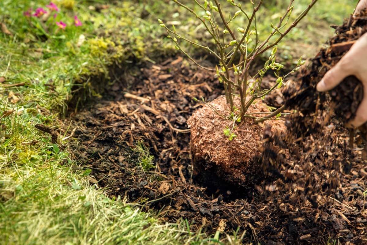 planting and mulching blueberry bush