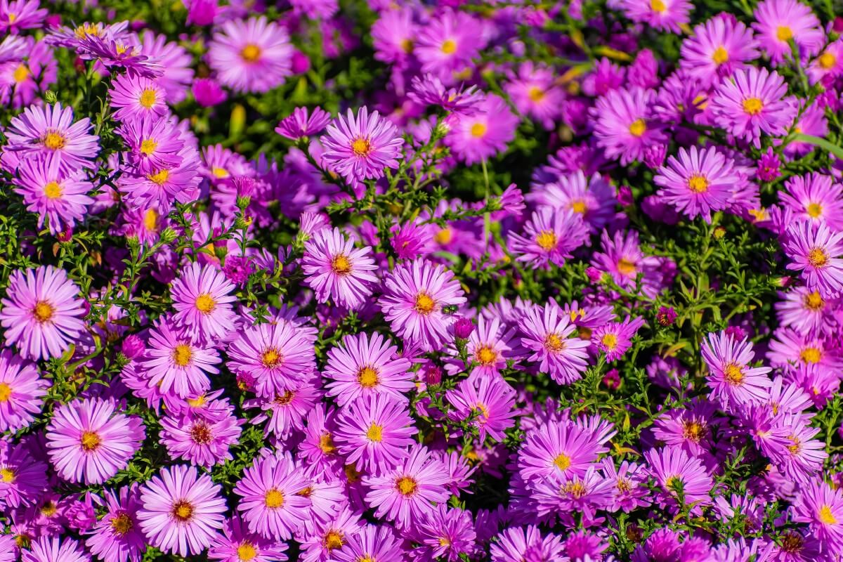 purple aster flowers with yellow centers