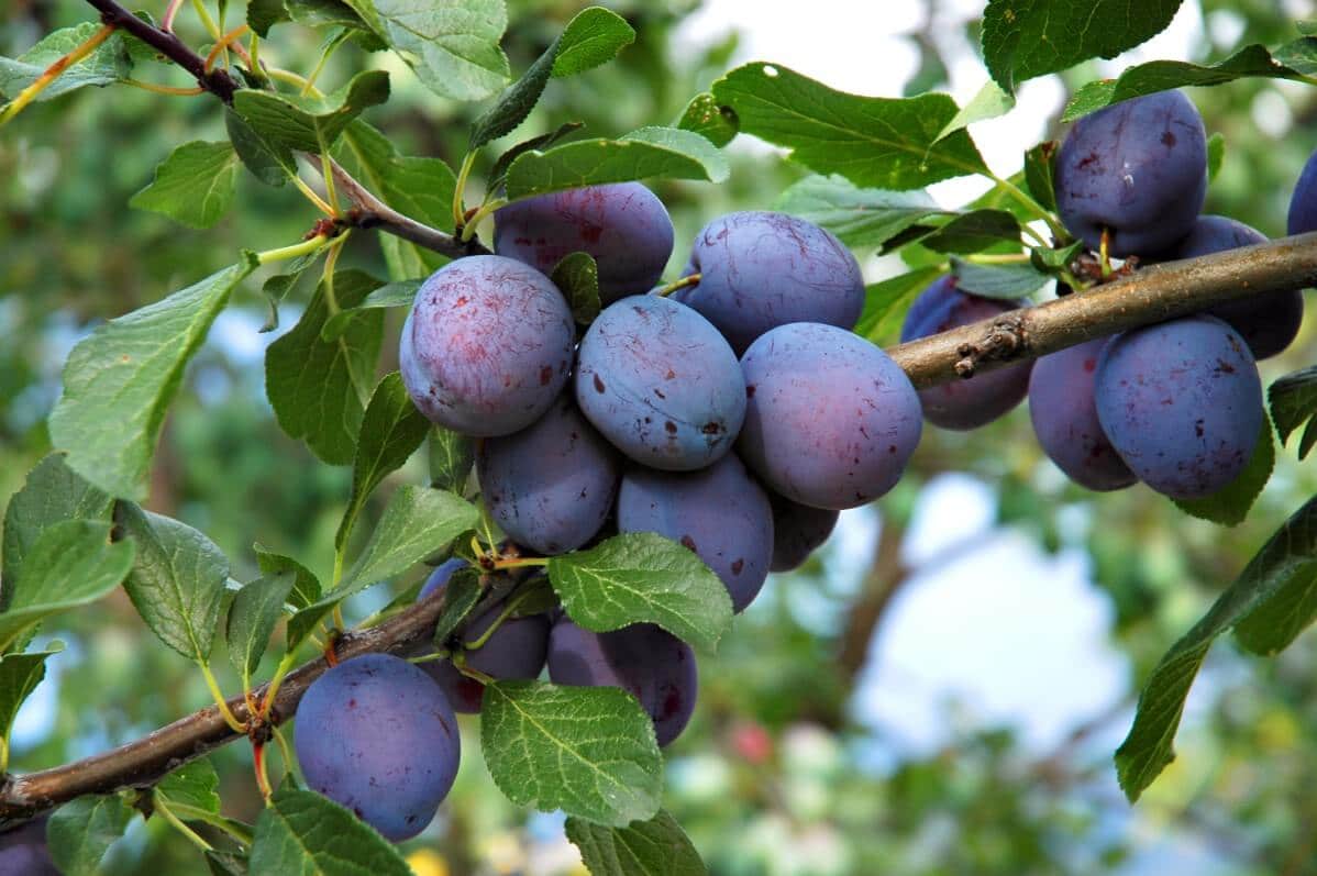 Purple plums in a cluster on plum tree branch