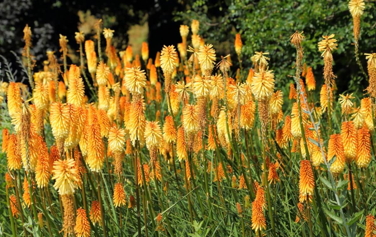 large planting of torch lilies