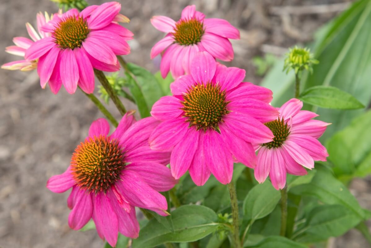 bright pink petaled Wild Berry coneflower