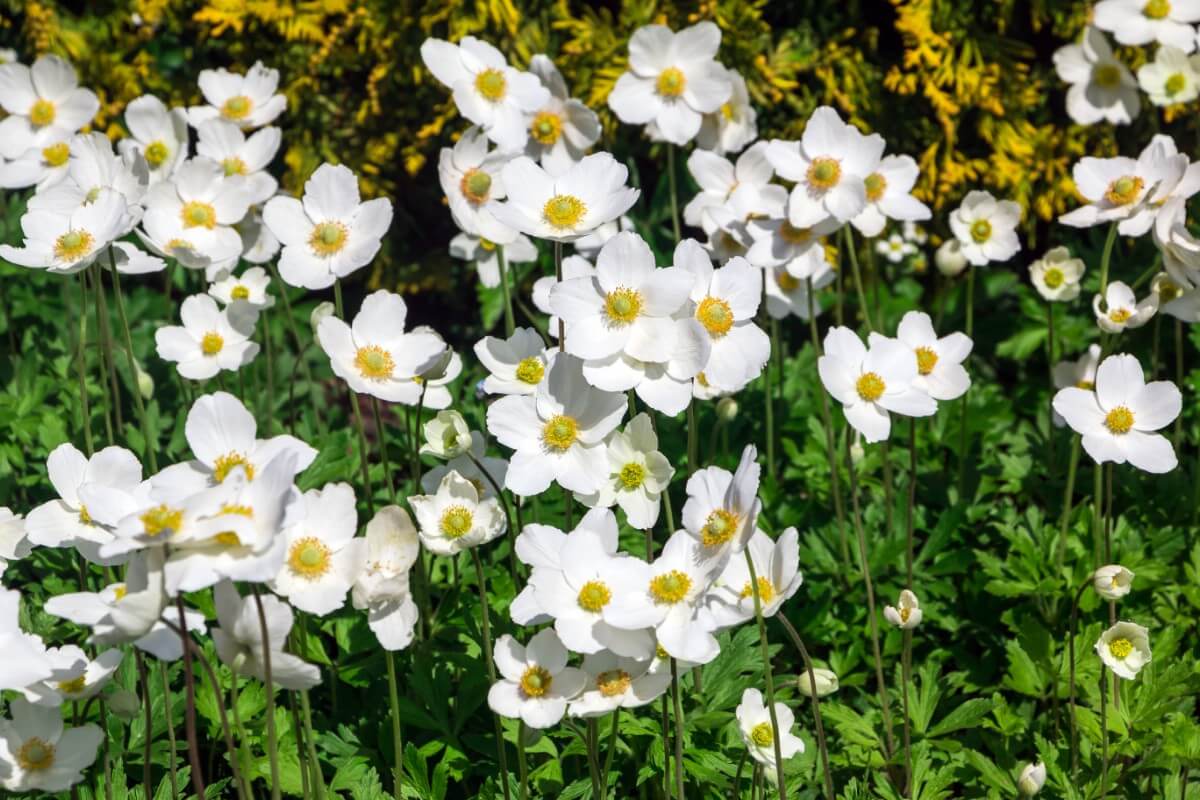 closeup of meadow anemone flowers, white with yellow centers