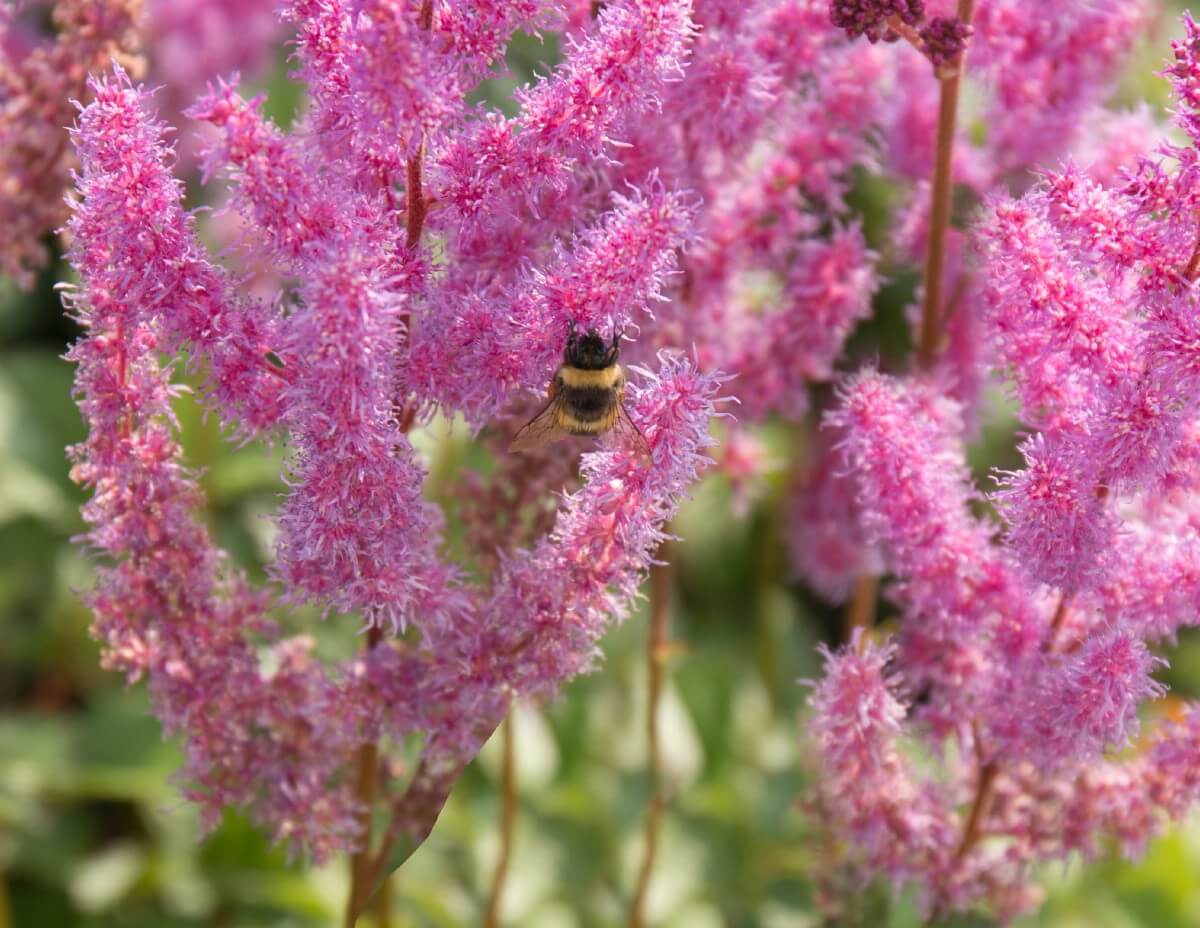 feathery pink plume-like astilbe flower stalks