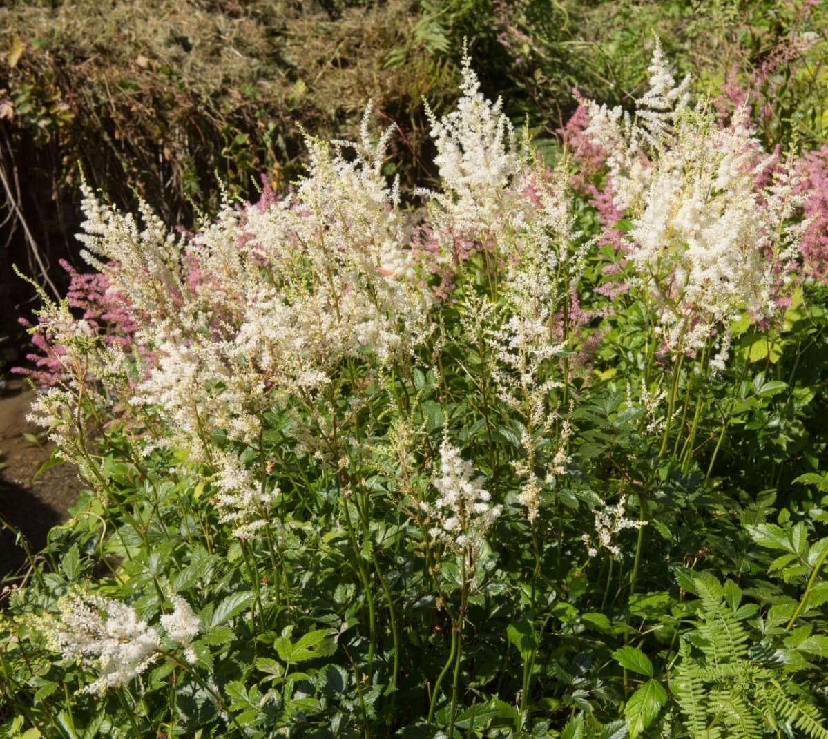 sprays of Deft Lace Astilbes