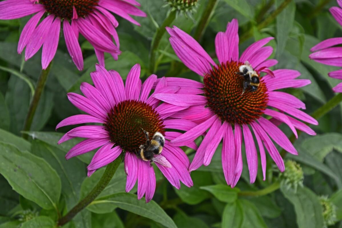 Fatal Attraction Coneflower cultivar with bumble bees