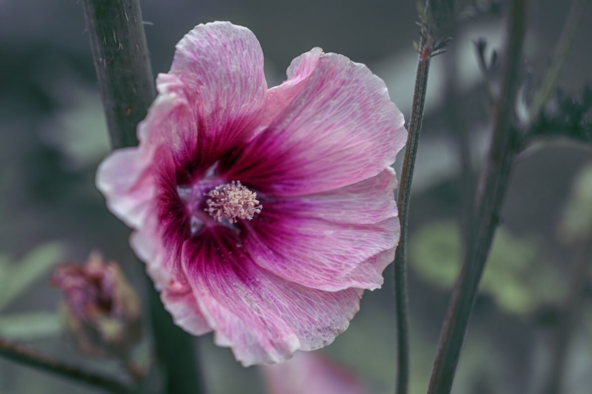 halo hollyhock variety