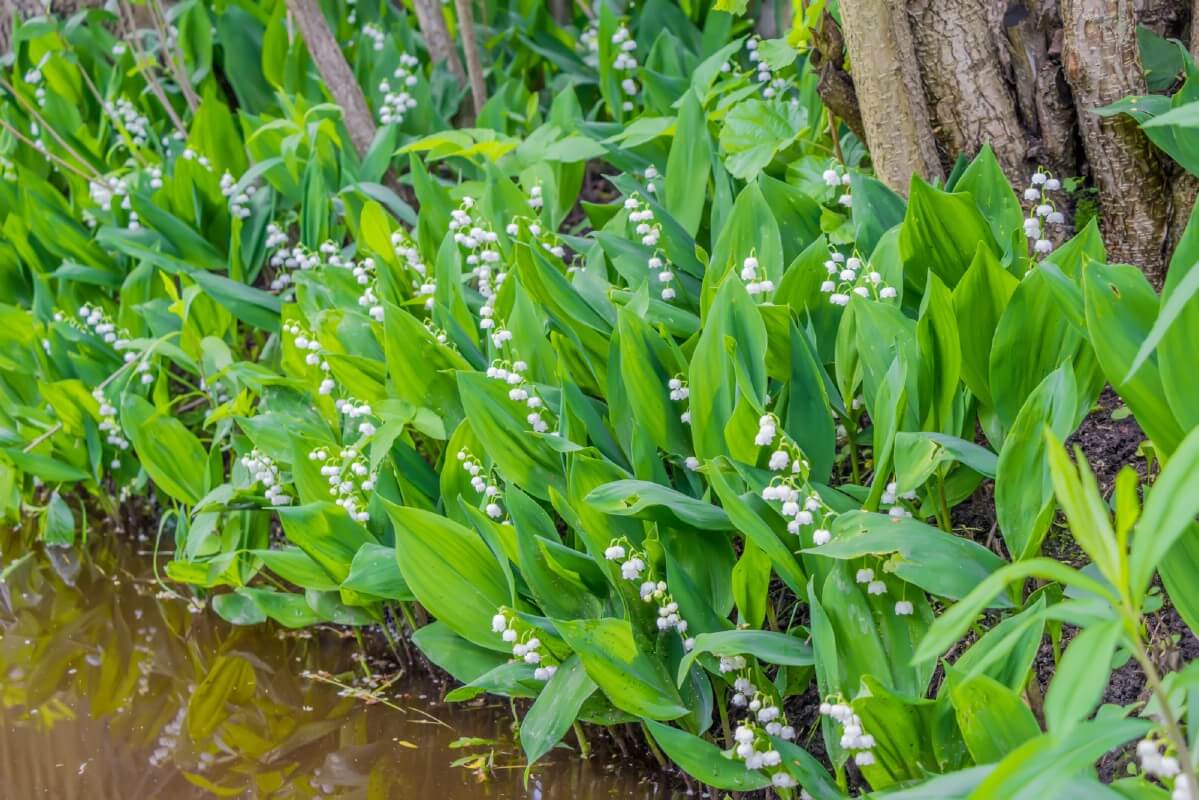 dense groundcover of Lily of the Valley in bloom