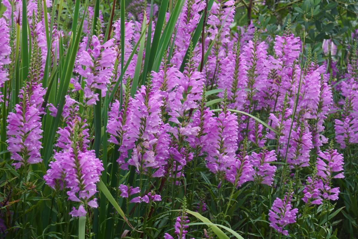 tall stalks of Obedient Plant with light purple blossoms