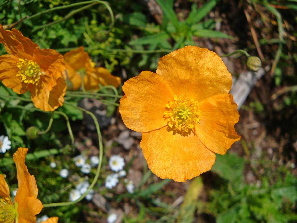 orange rock rose flower with single layer of petals