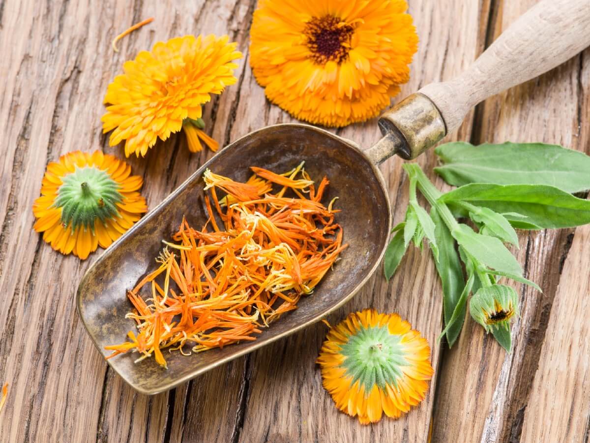 scoop filled with calendula petals 