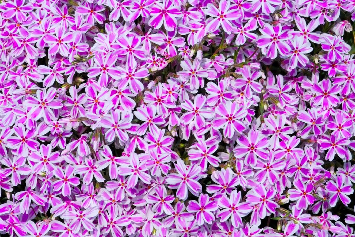 pink and white striped candy stripe phlox blossoms