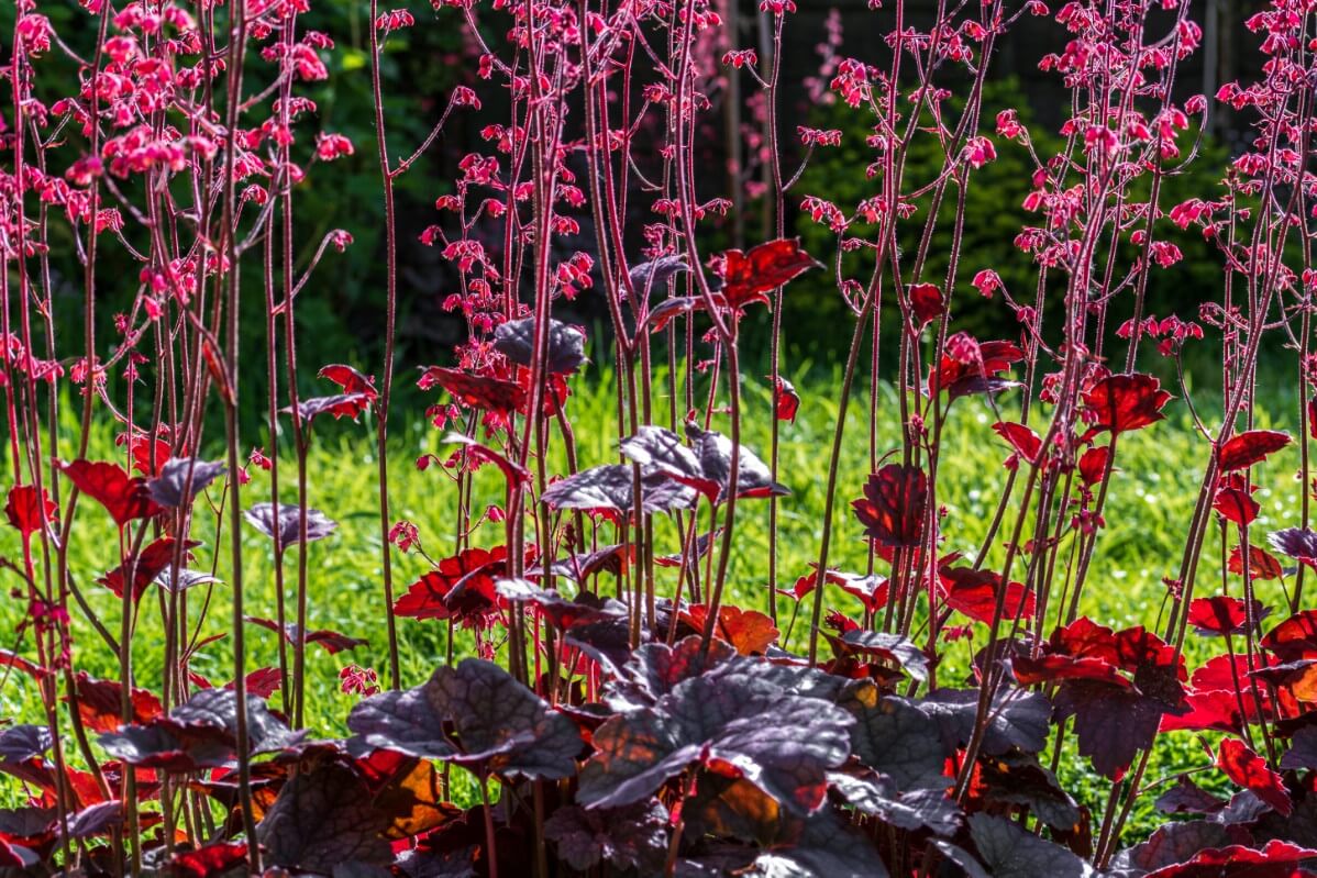 blossoming coral bell with dark purple-black leaves