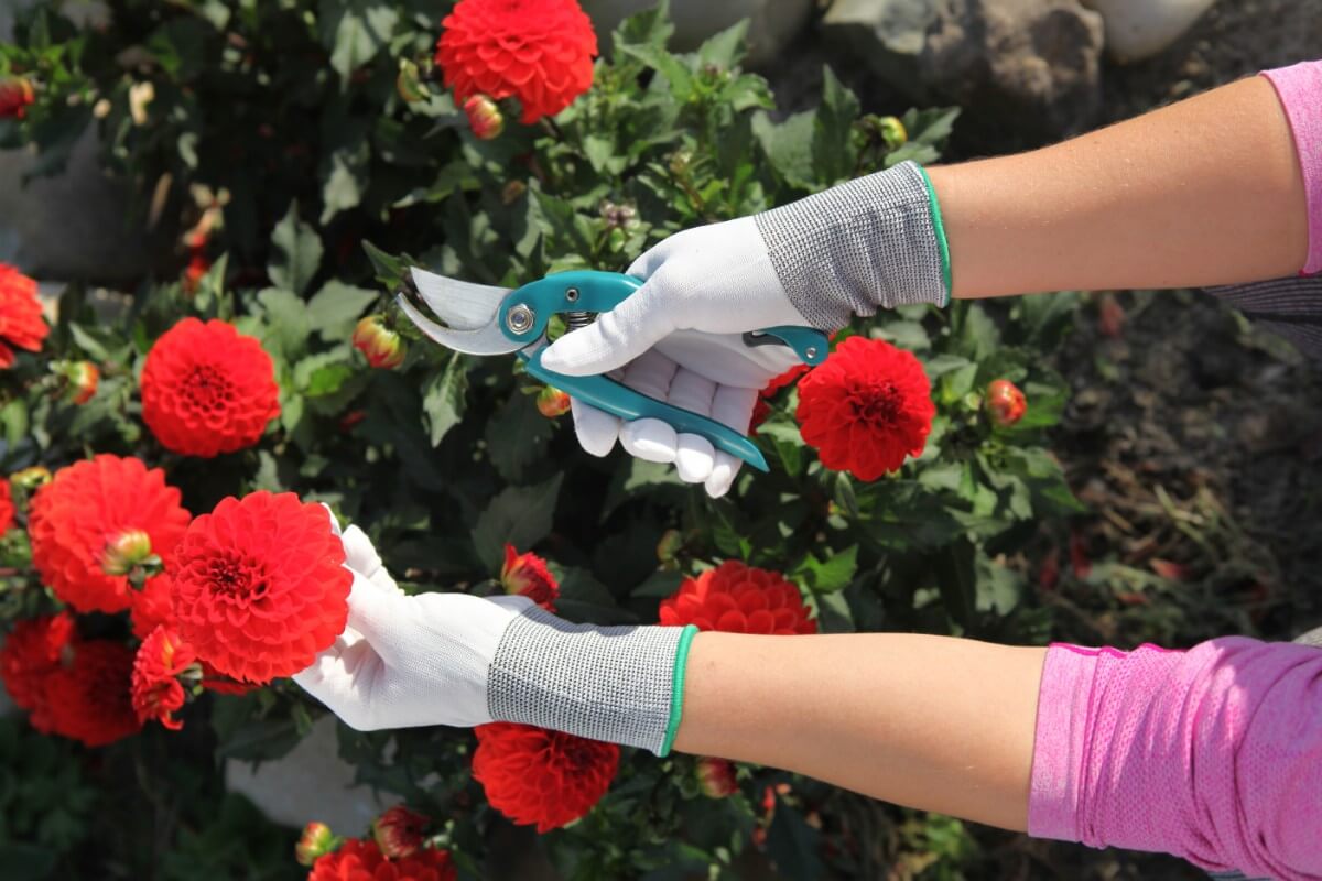 cutting red peony flowers