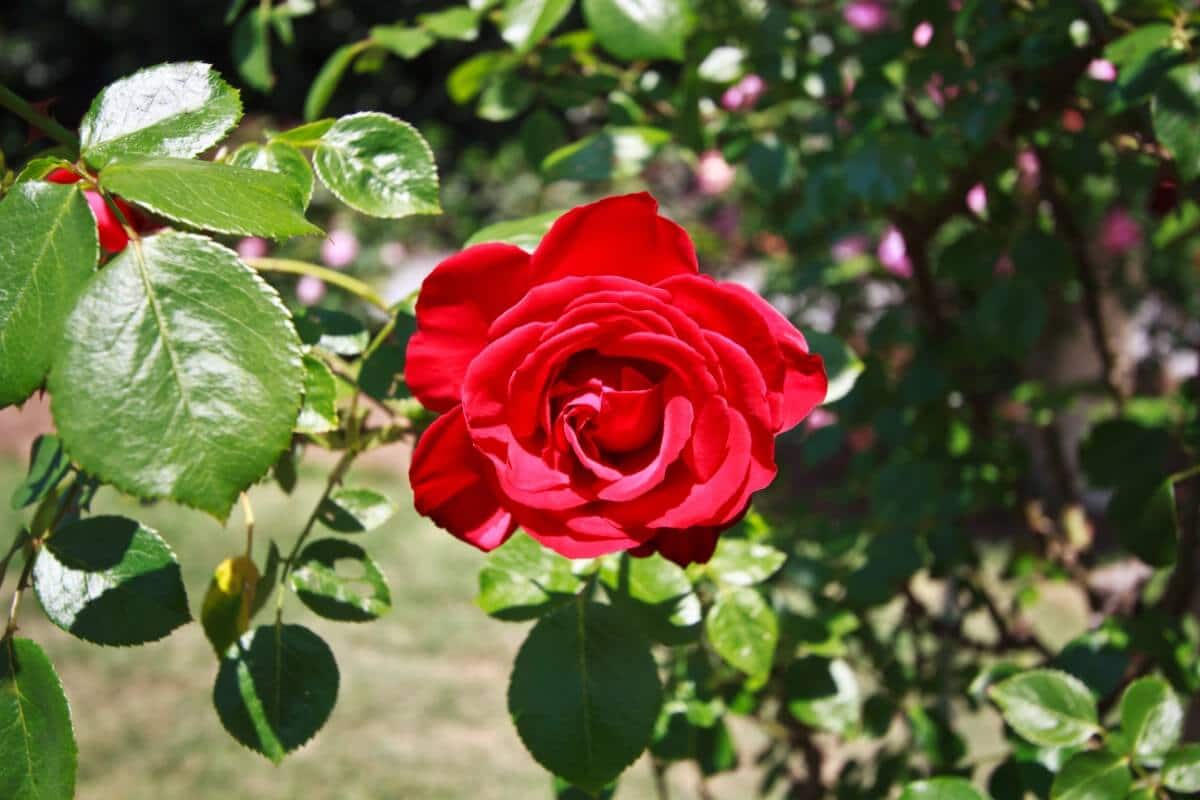 classic red rose bloom on the Dublin Bay climbing variety