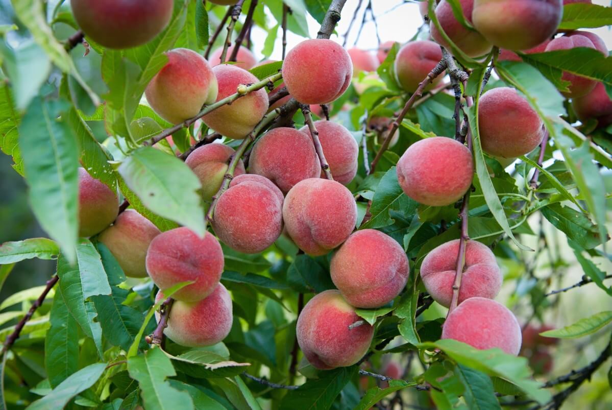 ripening peaches on peach-laden fruit tree branch
